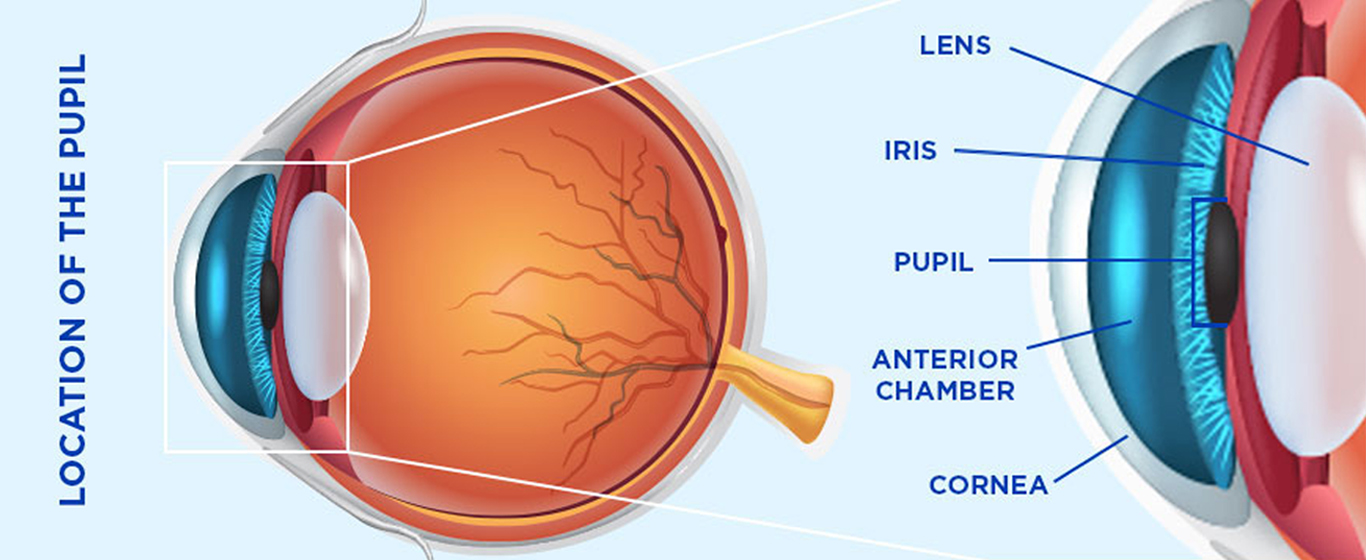 Pupil